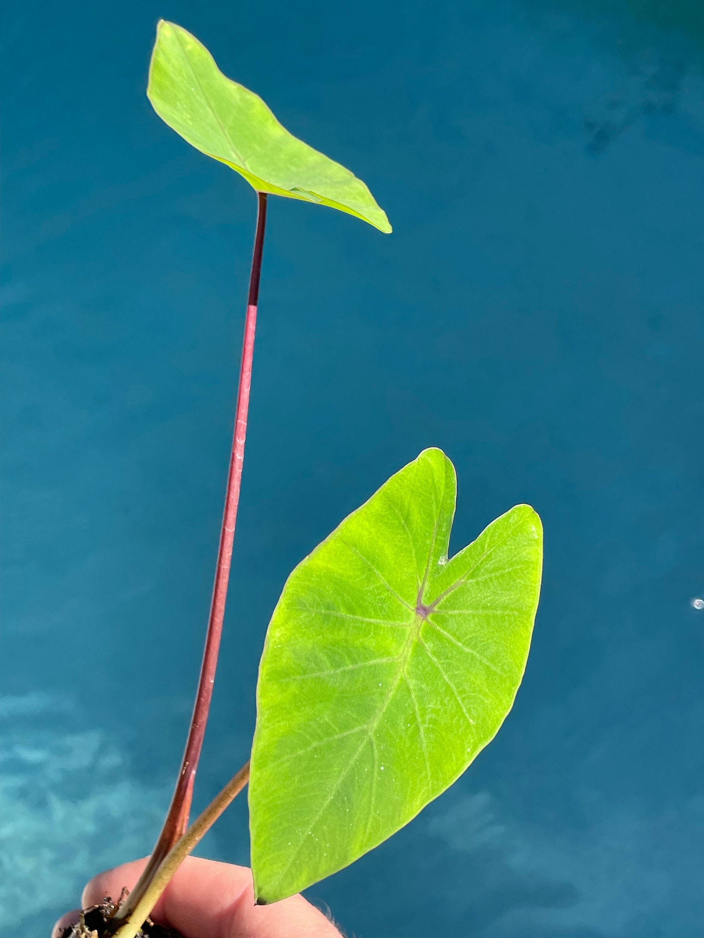 Colocasia Blue Hawaii Elephant Ear Starter Plant. **ALL Starter Plants  Require You to Purchase 2 Plants! ** - Etsy