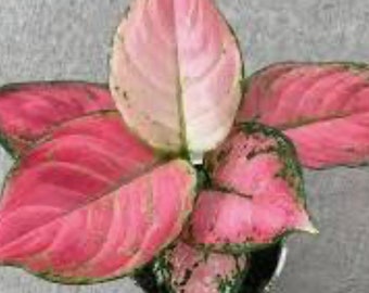 Aglaonema “Lucky Red” starter plant**ALL starter plants require you to purchase 2 plants! **