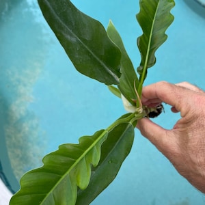 Philodendron Jungle Boogie Starter Plant(ALL STARTER PLANTS require you to purchase 2 plants!