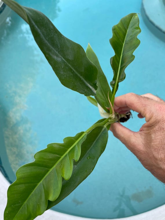 Philodendron Jungle Boogie Starter Plant(all STARTER PLANTS Require You to  Purchase 2 Plants! - Etsy