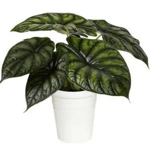 Alocasia “Dragon Scale” starter plant **(ALL starter plants require you to purchase any 2 plants)**