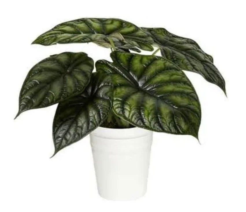 Alocasia Dragon Scale Variegated - Etsy