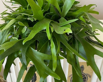Staghorn Fern starter plant **(ALL starter plants require you to purchase any 2 plants)**