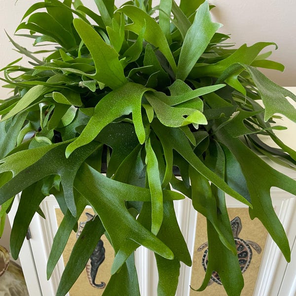 Planta de inicio de helecho cuerno de alce **(TODAS las plantas de inicio requieren que compre 2 plantas)**