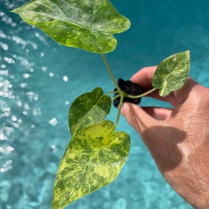 May include: A small, variegated plant with green and yellow leaves. The plant is being held in a hand against a blue background.