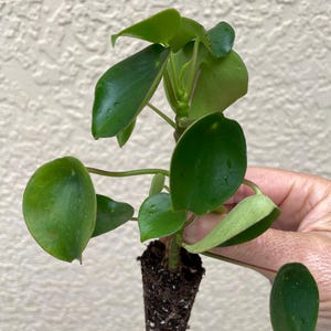 Peperomia Raindrop Starter Plant **(ALL starter plants require you to purchase any 2 plants)**