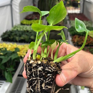 Op de afbeelding: Een kleine plant in een pot met groene bladeren en een dik wortelstelsel. De plant wordt in een hand gehouden.