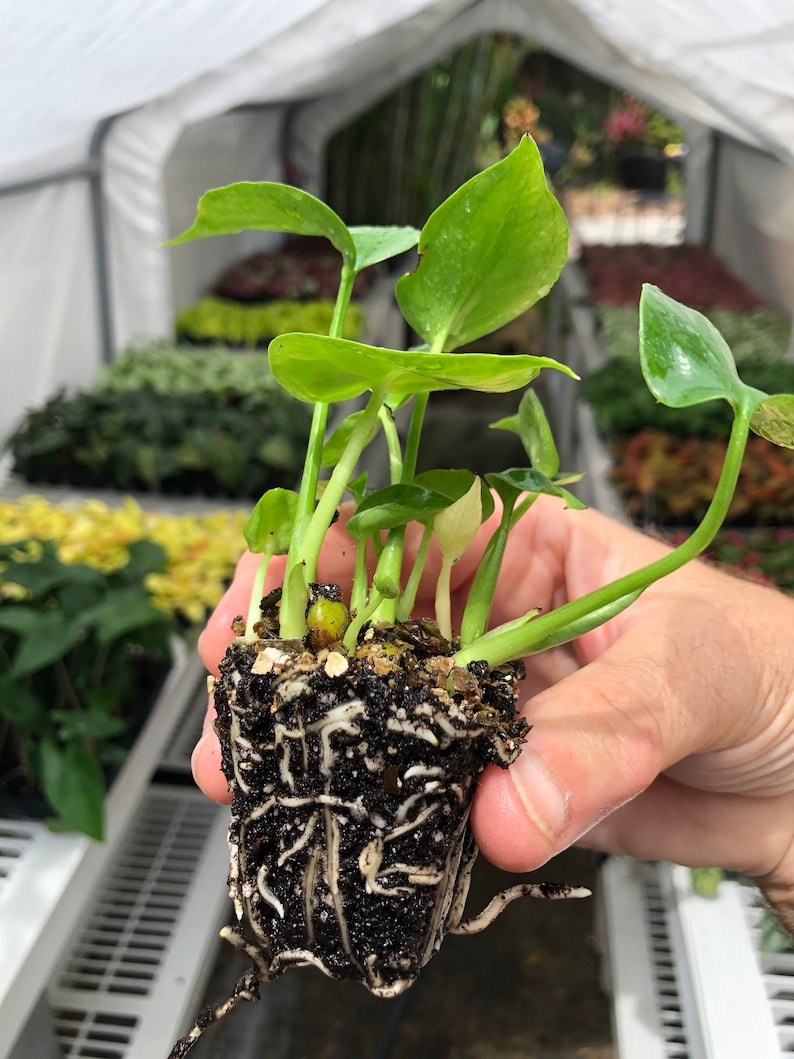 Op de afbeelding: Een kleine plant in een pot met groene bladeren en een dik wortelstelsel. De plant wordt in een hand gehouden.