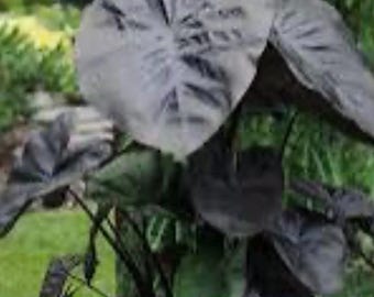 Colocasia Escuelenta “Kona Coffee” Royal Hawaiian   Elephant Ear Starter Plant. **ALL starter plants require you to purchase 2 plants! **