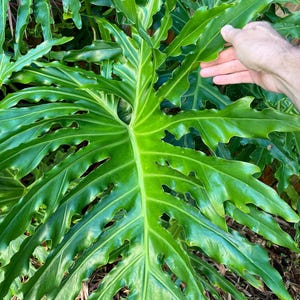 Variegated Selloum - Etsy