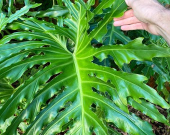 plants that are small The Sill ZZ Plant, Medium in Black