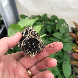 Op de afbeelding: Een close-up van een kleine plant met wortels en aarde, vastgehouden in een hand. De wortels zijn wit en de aarde is donkerbruin.