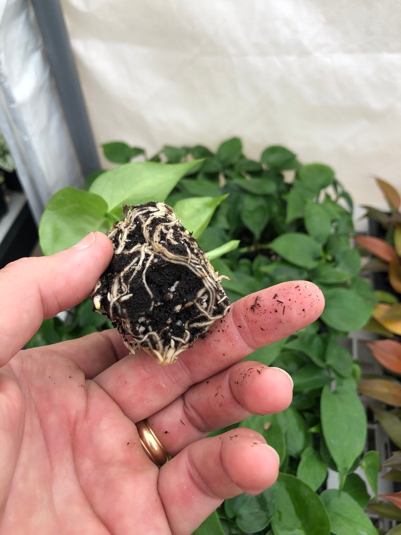 Op de afbeelding: Een close-up van een kleine plant met wortels en aarde, vastgehouden in een hand. De wortels zijn wit en de aarde is donkerbruin.