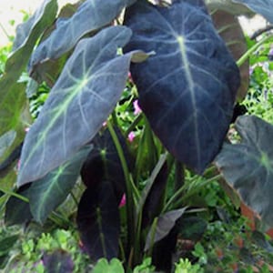 Colocasia Escuelenta “Black Beauty”  Elephant Ear Starter Plant. **ALL starter plants require you to purchase 2 plants! **