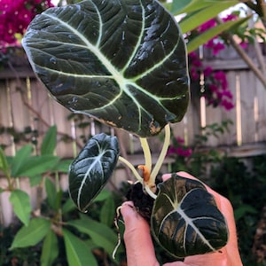 May include: A small black velvet leaf plant with white veins. The plant is being held in a hand.