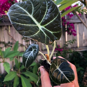 Alocasia Black Velvet "Reginula" starter plant **ALL starter plants require you to purchase 2 plants! **