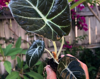Alocasia Black Velvet "Reginula" starter plant **ALL starter plants require you to purchase 2 plants! **