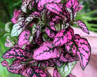 Hypoestes ROSE starter plant (Polka Dot Plant) **ALL starter plants require you to purchase 2 plants! **