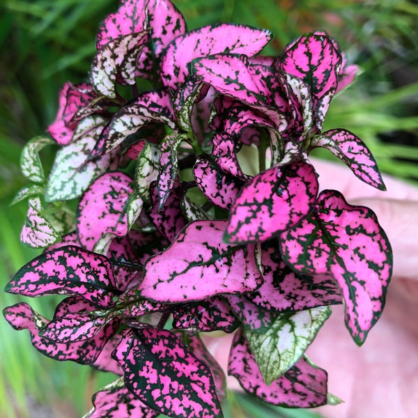 Hypoestes ROSE starter plant (Polka Dot Plant) **ALL starter plants require you to purchase 2 plants! **