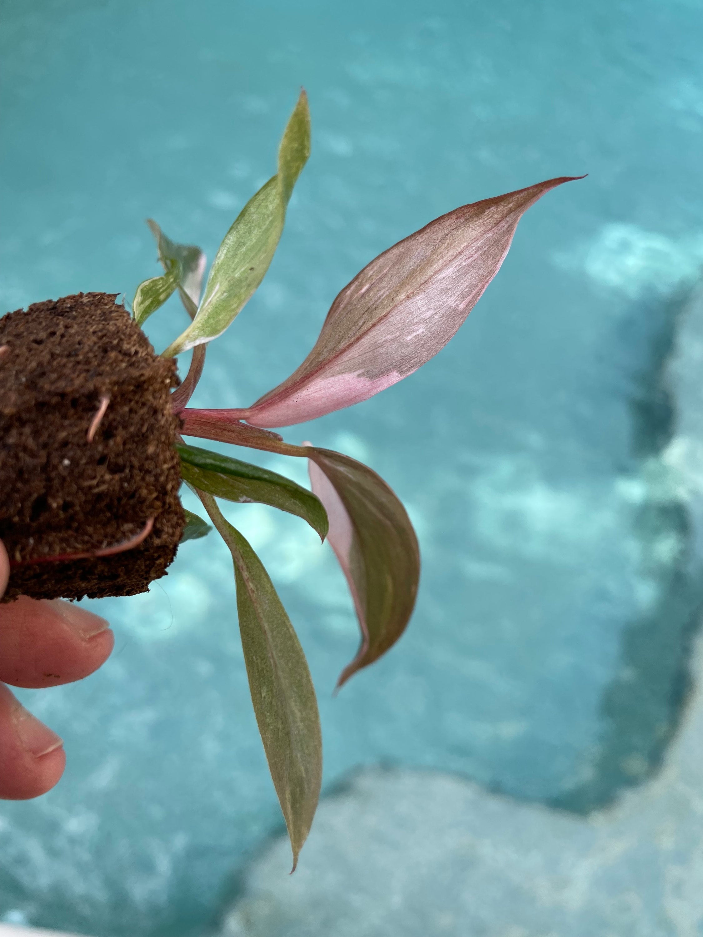 Philodendron Pink Princess PPP **(ALL Starter Plants Require You