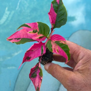 Alternanthera ‘Party Time’ Starter Plant **All starter plants require you to purchase 2 plants!**