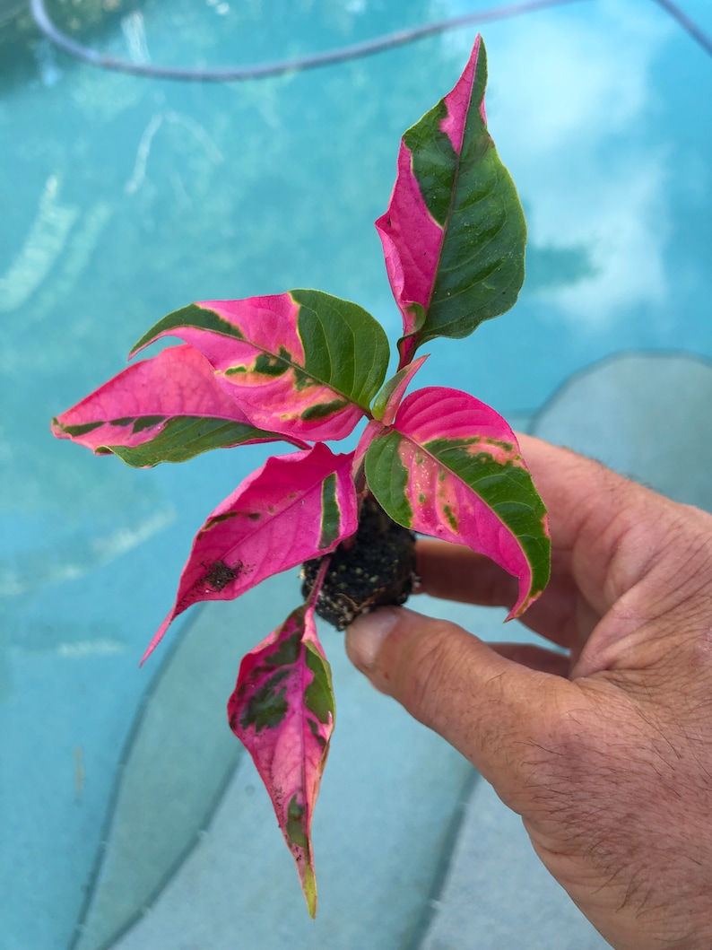 Alternanthera Party Time Starter Plant All starter plants require you to purchase 2 plants image 1