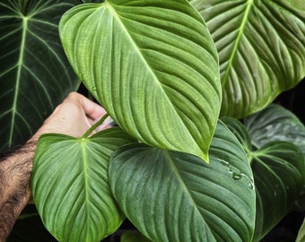 Philodendron Fuzzy Petiole Starter Plant (ALL STARTER PLANTS require you to purchase 2 plants!)