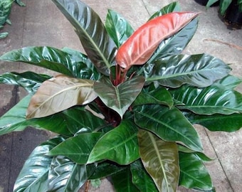 Philodendron Imperial Red Starter plant **(ALL starter plants require you to purchase any 2 plants)**