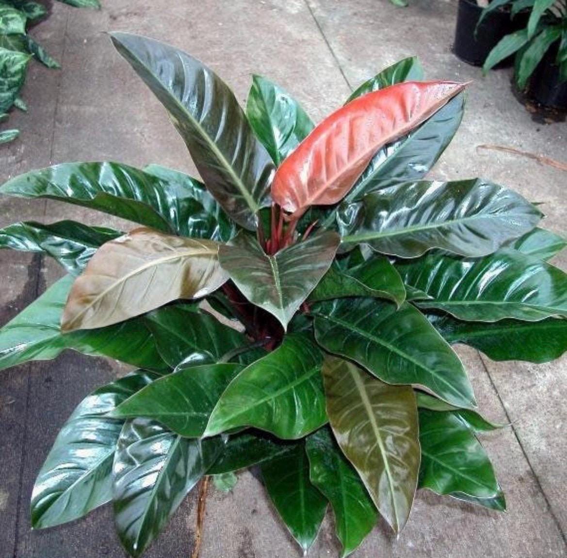 Philodendron Imperial Red Starter Plant **(ALL Starter Plants Require You  to Purchase Any 2 Plants)** - Etsy