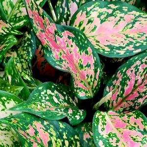Aglaonema “Wishes” **ALL starter plants require you to purchase 2 plants! **