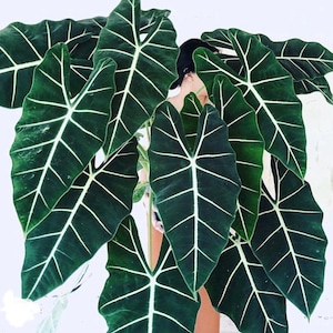 Alocasia Frydek Starter Plant (ALL STARTER PLANTS require you to purchase 2 plants!)