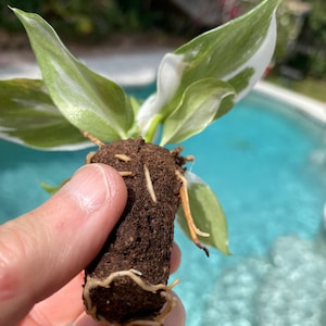Puede incluir: Una peque&ntilde;a planta en maceta con hojas variegadas de blanco y verde y una bola de ra&iacute;ces visible. La planta est&aacute; siendo sostenida en una mano.