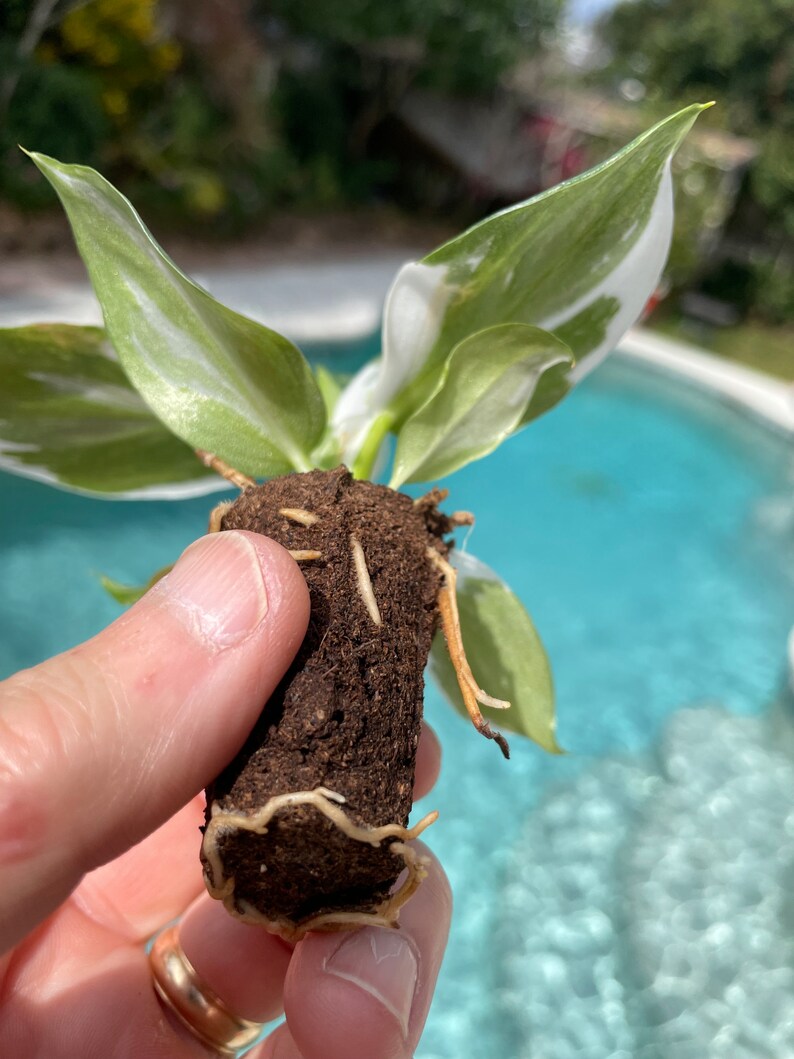 Puede incluir: Una peque&ntilde;a planta en maceta con hojas variegadas de blanco y verde y una bola de ra&iacute;ces visible. La planta est&aacute; siendo sostenida en una mano.