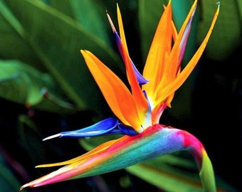 Orange bird of paradise  (ALL STARTER PLANTS require you to purchase 2 plants!)