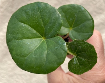 Farfugium Japonicum “Gigantea” (tractor seat) **(ALL starter plants require you to purchase any 2 plants)**
