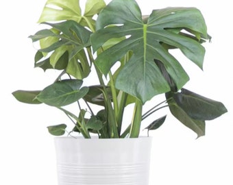 May include: A green Monstera plant in a white, textured pot. The plant has large, green leaves with holes.