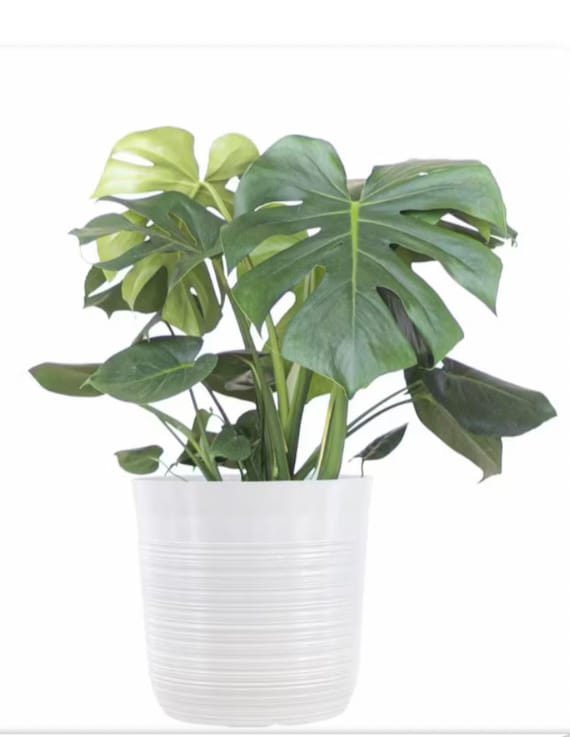 Monstera Deliciosa (Swiss Cheese Plant) Starter Plant. **ALL starter plants require you to purchase 2 plants!**