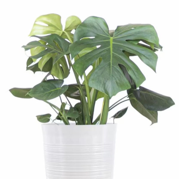 Monstera Deliciosa (Swiss Cheese Plant) Starter Plant. **ALL starter plants require you to purchase 2 plants!**