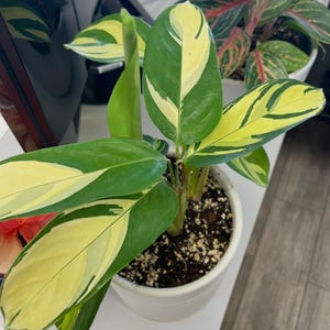 Calathea Lubbersiana - Etsy