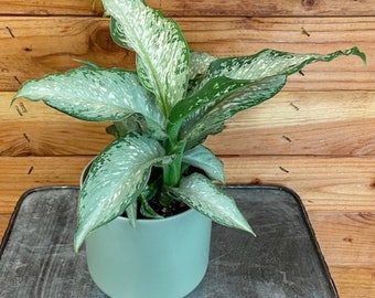 Dieffenbachia Snow starter plant **(ALL starter plants require you to purchase any 2 plants)**