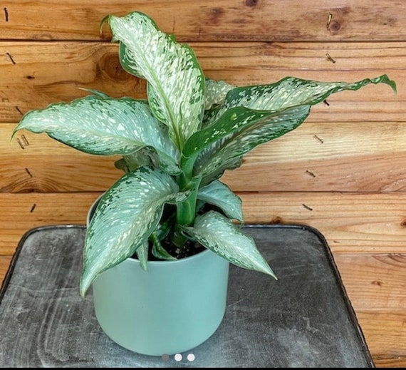 Dieffenbachia Snow Starter Plant **(ALL Starter Plants Require You to  Purchase Any 2 Plants)** - Etsy Denmark