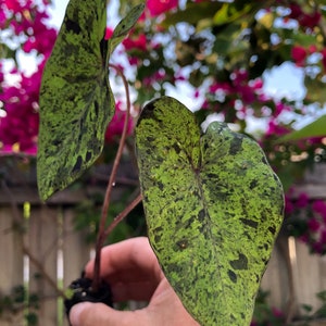 Colocasia “Mojito” Esculenta Elephant Ear Starter Plant. **ALL starter plants require you to purchase 2 plants! **