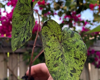 Colocasia Mojito "Esculenta" Elephant Ear Starter Plant. **ALL starter plants require you to purchase 2 plants! **