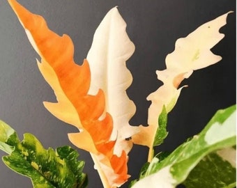 May include: A houseplant with variegated leaves in shades of green, white, and orange. The leaves have a unique, ruffled texture.