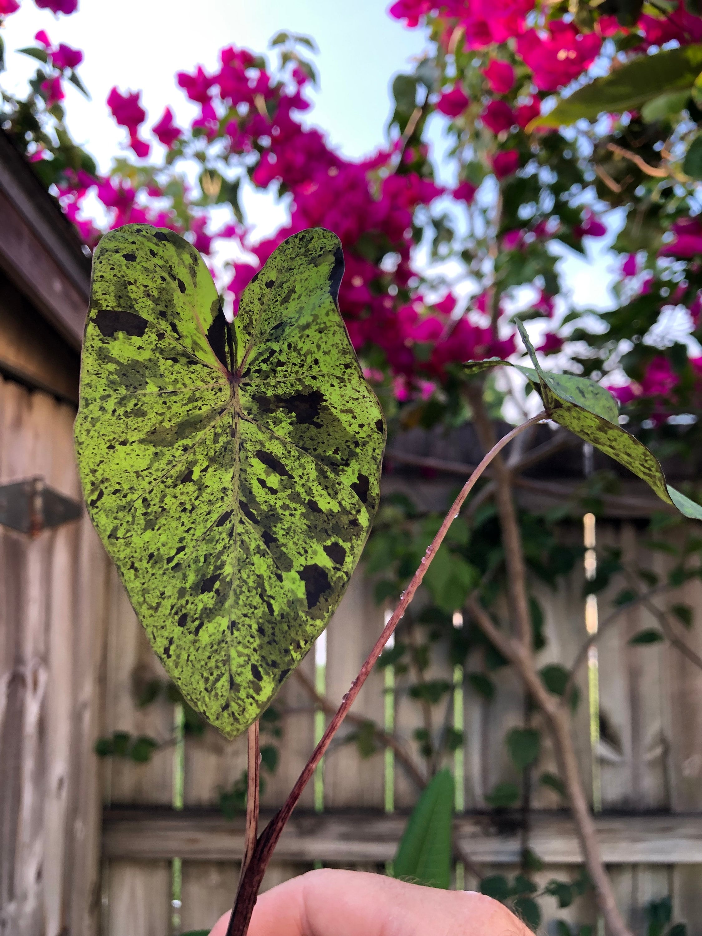 Colocasia Mojito esculenta Elephant Ear Starter Etsy
