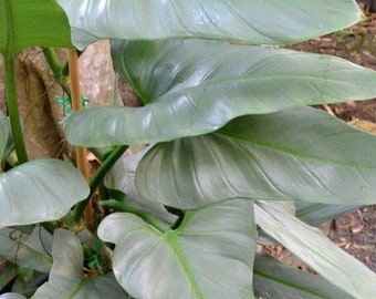 Philodendron silver sword (hastatum) Starter Plant (ALL STARTER PLANTS require you to purchase 2 plants!)