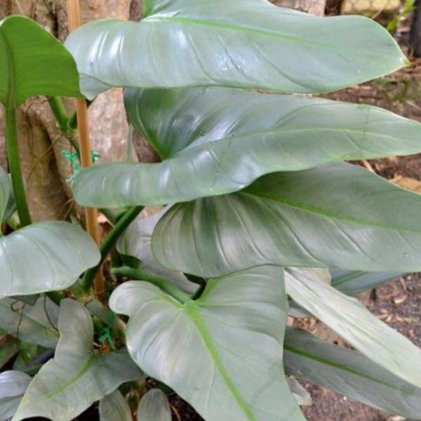 Philodendron silver sword (hastatum) Starter Plant (ALL STARTER PLANTS require you to purchase 2 plants!)