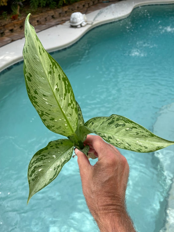 Dieffenbachia Snow Starter Plant **(ALL Starter Plants Require You