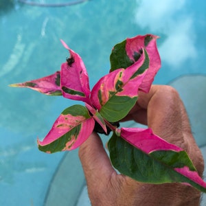 Alternanthera Party Time Starter Plant All starter plants require you to purchase 2 plants image 2