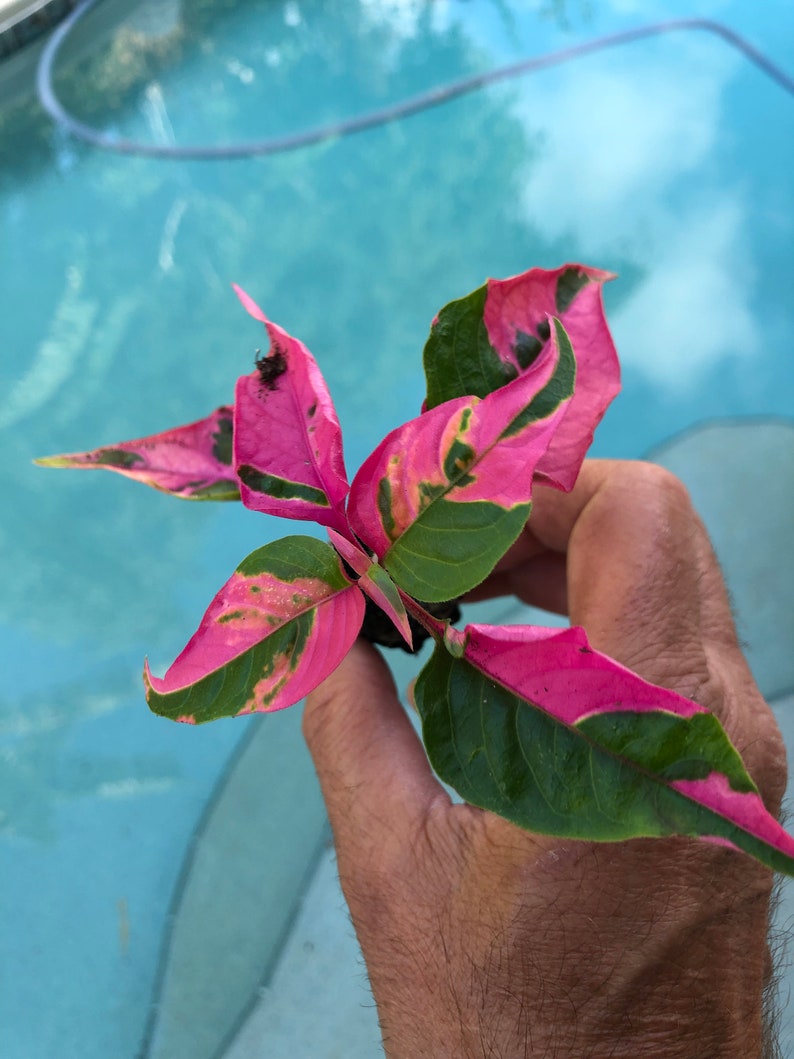 Alternanthera Party Time Starter Plant All starter plants require you to purchase 2 plants image 2
